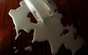 Производство молока в Ленобласти увеличилось на 5% 