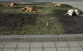 Власти Карелии выделят более 3 миллионов рублей на бездомных животных