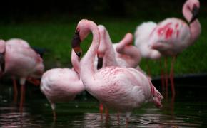 В Крыму отдыхает крупная стая розовых фламинго