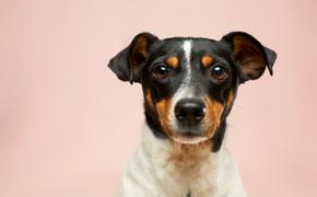 В Германии собака откусила детородный орган своего хозяина