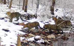 Семья редких леопардов из России перебралась жить в Китай