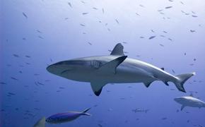 Большие белые акулы исчезают в Южной Африке
