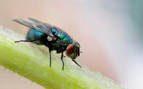 В ЦФО построят завод по разведению мух для получения протеина и липида