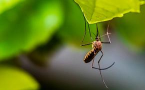 Роспотребнадзор: Чтобы не заразиться лихорадкой денге, носите закрытую одежду