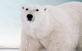 «Роснефть» заботится о российских белых медведях