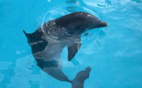  В Абхазии идет проверка после гибели пяти дельфинов и массовой гибели птиц
