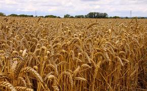 Пять стран ЕС попросили Еврокомиссию запретить ввоз зерна из России
