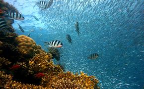 Ученые обнаружили подводный древний райский остров в Атлантическом океане