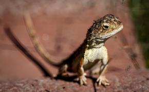Австралия борется за спасение последних 11 диких «безухих драконов»