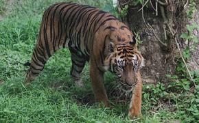 Возможно, яванский тигр все еще может существовать