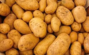 Больше половины Петербуржцев решили не сажать картошку в этом сезоне
