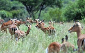 Южная Африка хочет сохранить своих диких животных, употребляя их в пищу