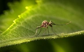 Житель Москвы заразился за границей экзотической лихорадкой от укуса комара