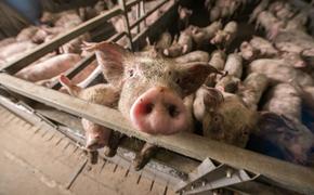 В Хабаровском крае выявили африканскую чуму свиней
