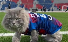 Бездомный кот стал новичком футбольного клуба «Енисей»