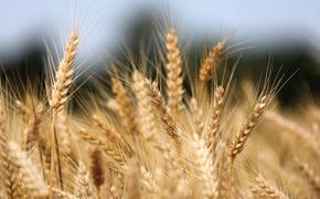 Польша, Литва и Украина считают необходимым запрет ввоза российского зерна в ЕС