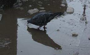 Петербуржцы начали массово жаловаться на огромные лужи в городе