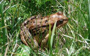 Смольный обратил внимание на проблемы петербургских жаб