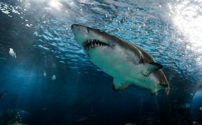Океанолог Мухаметов: Если ударить акулу в нос, она уплывет