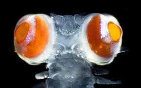 Ученые открыли необычного червя со зрением, похожим на зрение млекопитающего