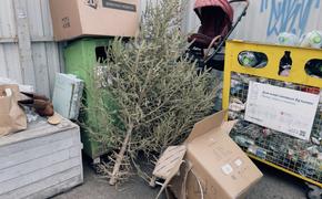Новогодние елки покидают дома петербуржцев
