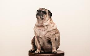 Кинолог Голубев: Дог-фитнес и активные игры избавят собаку от лишнего веса
