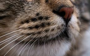Ученые обнаружили новый вид хищных кошек