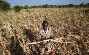 Засуха ввергает миллионы людей в голод на юге Африки