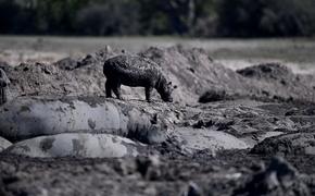 Многочисленные стада бегемотов в Ботсване погибают в пересыхающих реках