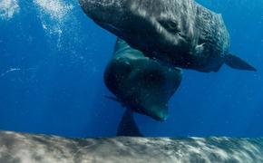 Ученые нашли «алфавит» в песнях китов