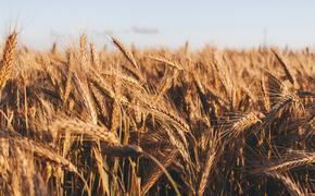 Непогода в РФ может повлиять на стоимость пшеницы