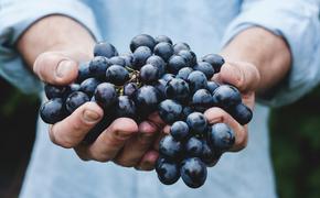Гастроэнтеролог Утюмова заявила, что виноград — самая вредная ягода