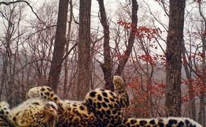 На Дальнем Востоке создан российско-китайский резерват для тигров и леопардов