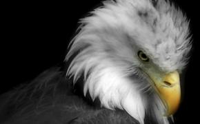 Высокопатогенный птичий грипп H5N1 обнаружен у диких птиц Нью-Йорка