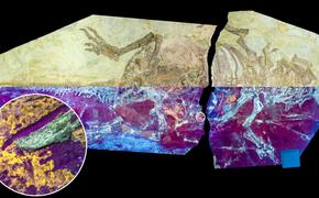 Исследователи обнаружили скрытый этап эволюции перьев динозавров