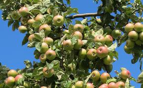 Заморозки повредили 50-70% яблок в центральной зоне России