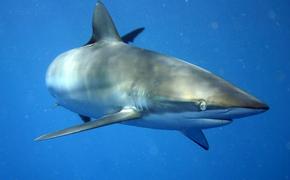 Шелковая акула совершила рекордную для вида миграцию