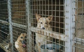 В Башкирии неизвестные подожгли частный приют для животных