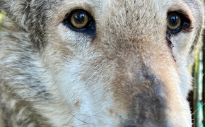 В челябинском зоопарке отправили на пенсию волка Люка