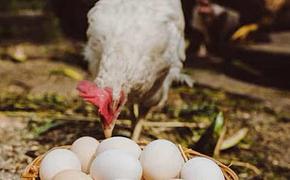 Куриные яйца по 500 рублей за десяток могут стать реальностью, если утвердят новые Правила птицеводства