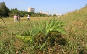 В Петербурге есть эффективный способ борьбы с борщевиком, но его не используют