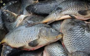 Бурлачко: кубанских рыбоводов поддержат на федеральном уровне