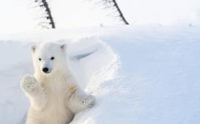 «Роснефть» продолжит научные исследования в Арктике