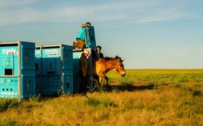 Дикий вид лошадей возвращается в казахские степи
