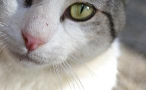 Сингапур снял запрет на проживание домашних животных в государственном жилье