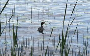 Число пригодных для купаний водоемов в Петербурге сократилось до одного