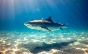 В США акула напала на двух плавающих школьниц