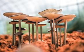 Паразитолог Бартули: отравление может произойти и из-за съедобных грибов