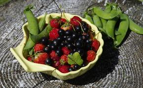 В Ленобласти начинается летний сезон сбора ягод