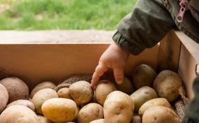 Эксперт: «Значительного снижения цен на картофель ожидать не стоит. Новый урожай осенью немного их снизит, но на пару рублей»